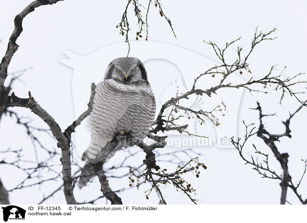 northern hawk owl / FF-12345