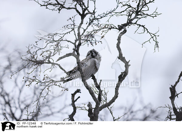 northern hawk owl / FF-12348