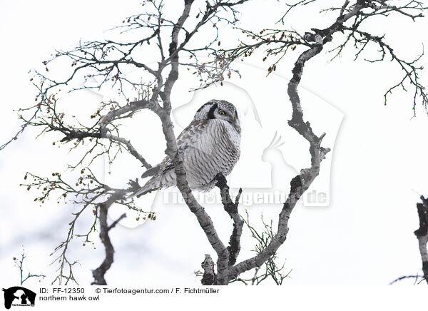 northern hawk owl / FF-12350