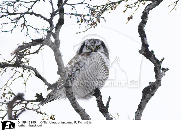 northern hawk owl / FF-12355