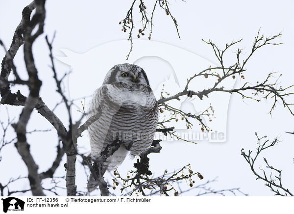 northern hawk owl / FF-12356