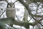 northern hawk owl