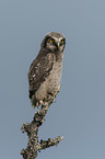 northern hawk owl