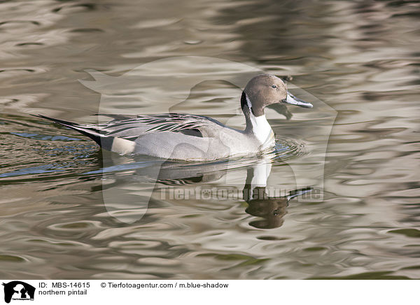 northern pintail / MBS-14615