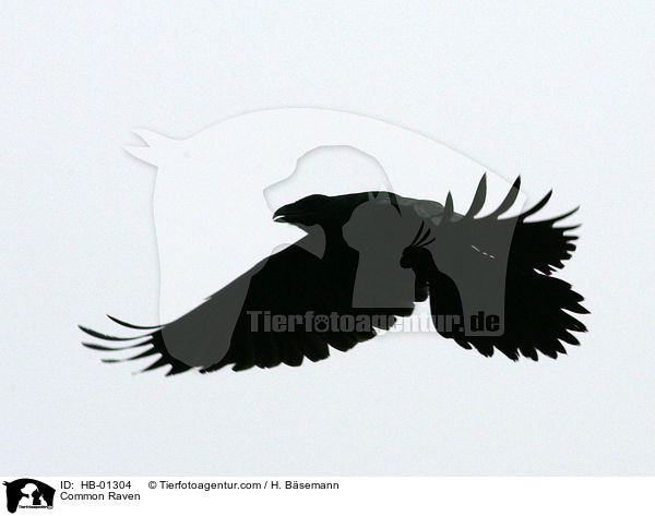 fliegender Kolkrabe / Common Raven / HB-01304