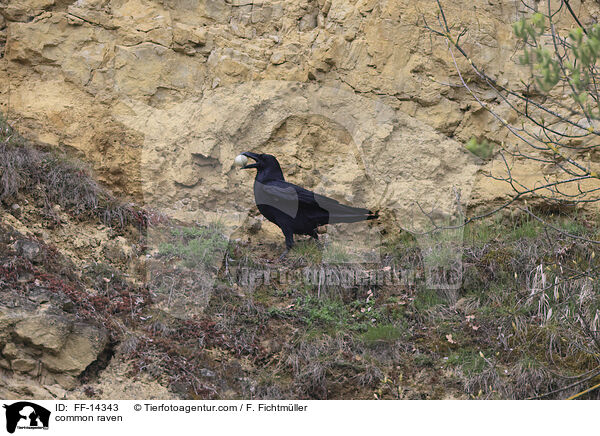 common raven / FF-14343