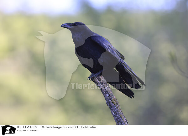 common raven / FF-14352