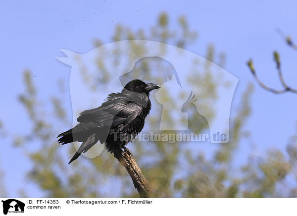 common raven / FF-14353