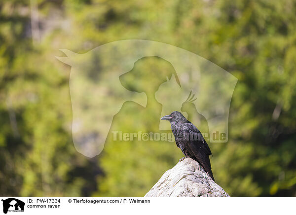 common raven / PW-17334