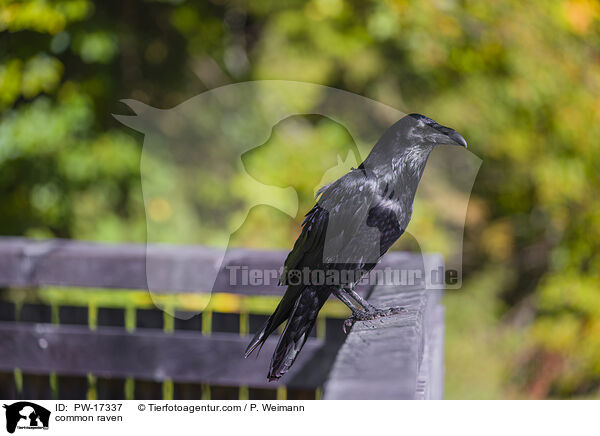 common raven / PW-17337