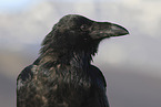 common raven portrait