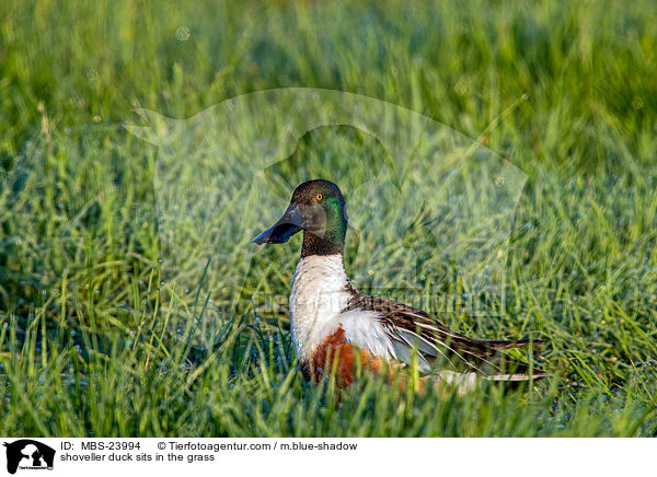 shoveller duck sits in the grass / MBS-23994