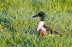 shoveller duck sits in the grass