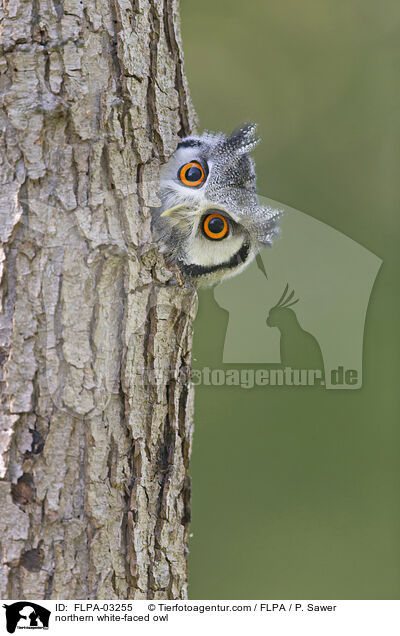 northern white-faced owl / FLPA-03255