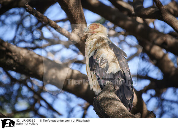palm-nut vulture / JR-05335