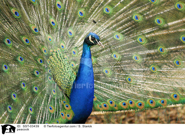 Blau indischer Pfau / peacock / SST-03439