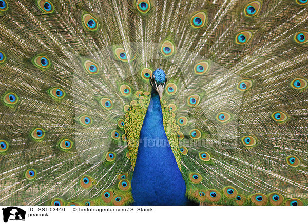 Blau indischer Pfau / peacock / SST-03440