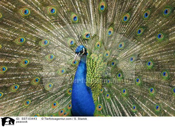 Blau indischer Pfau / peacock / SST-03443