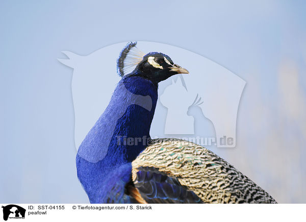 blau indischer Pfau / peafowl / SST-04155