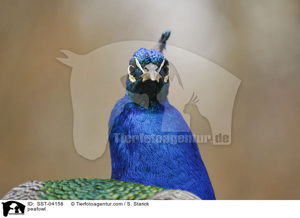 blau indischer Pfau / peafowl / SST-04158