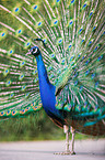 blue peafowl