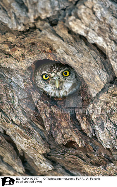 pearl-spotted owlet / FLPA-03557