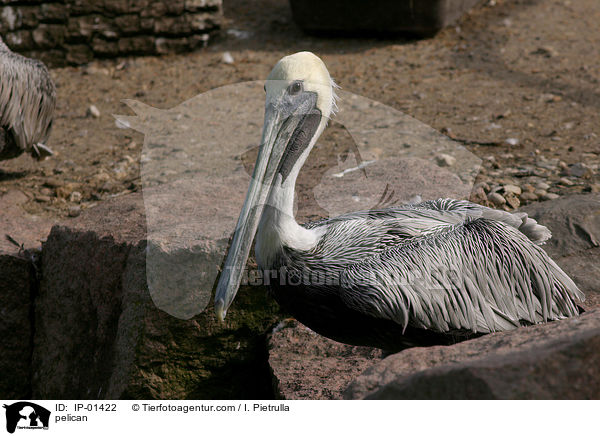 pelican / IP-01422