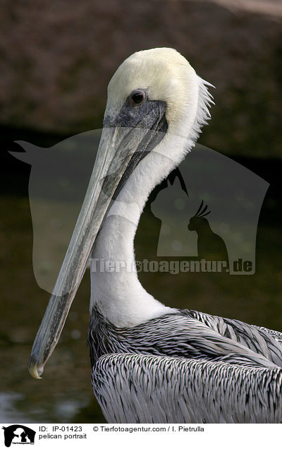pelican portrait / IP-01423