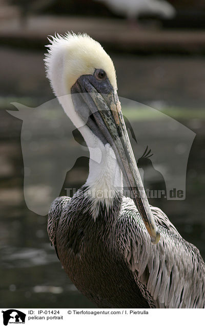 pelican portrait / IP-01424