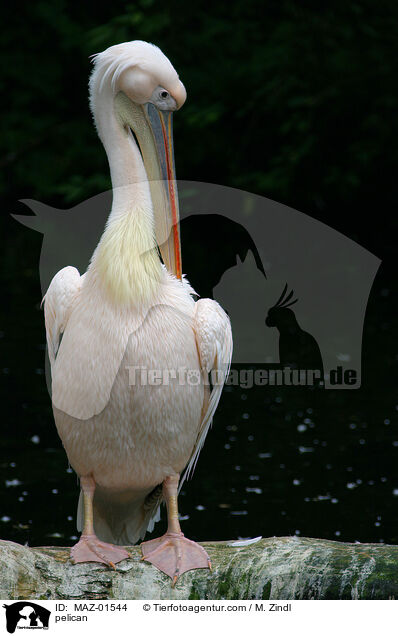 pelican / MAZ-01544
