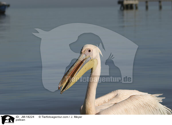 Pelikan / pelican / JM-18224