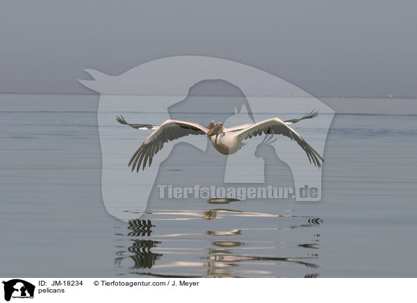 pelicans / JM-18234