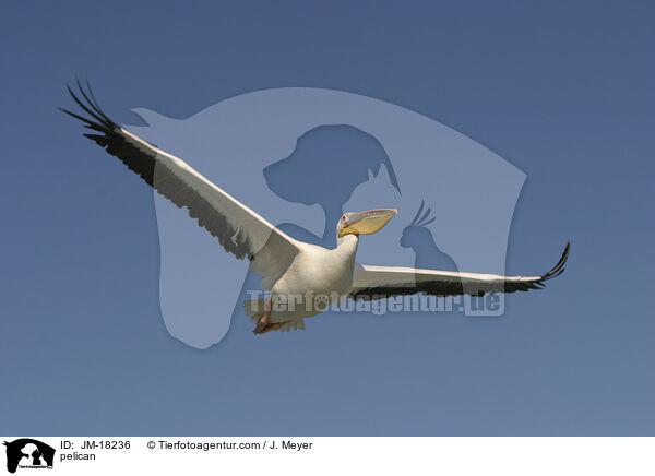 pelican / JM-18236