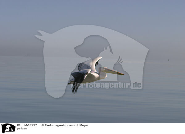 pelican / JM-18237
