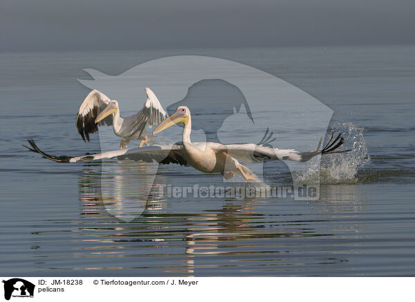 pelicans / JM-18238
