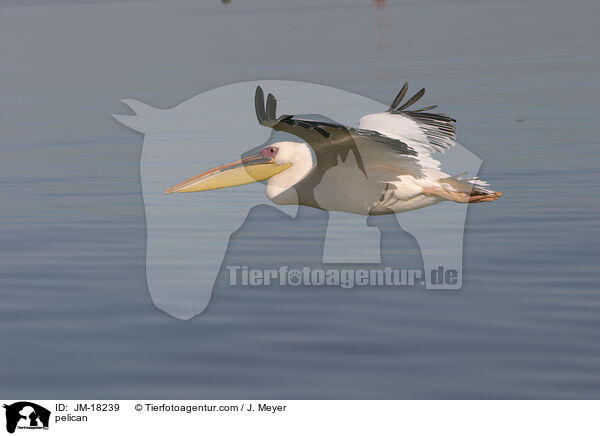 pelican / JM-18239