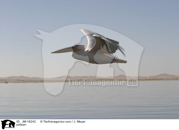 pelican / JM-18242