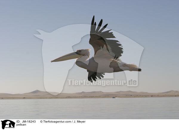 pelican / JM-18243