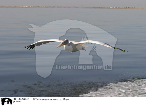 pelican / JM-18245