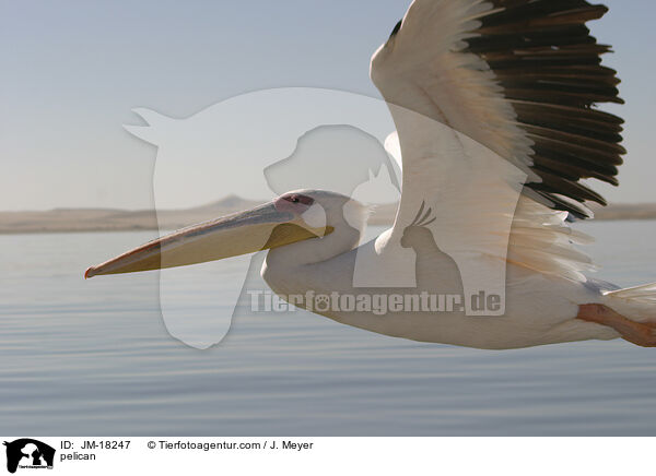 pelican / JM-18247