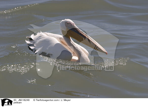 pelican / JM-18248