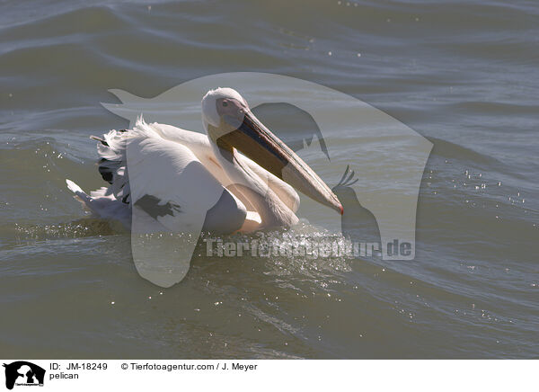 pelican / JM-18249