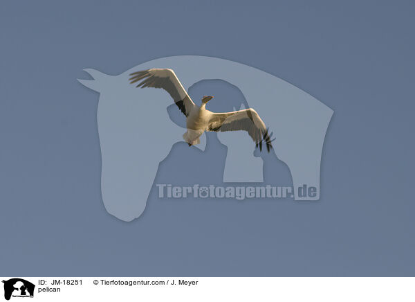 pelican / JM-18251