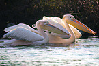 two pelicans in the water