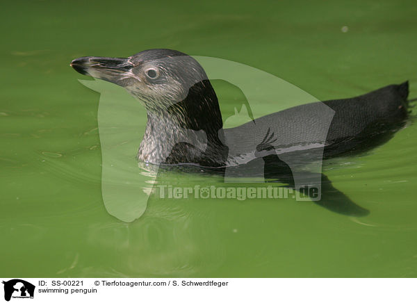 swimming penguin / SS-00221