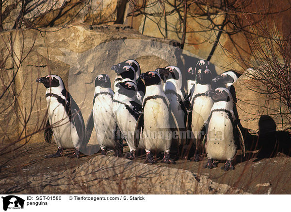 penguins / SST-01580