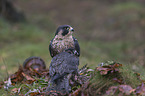 Peregrine falcon with prey