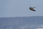 flying Peregrine Falcon