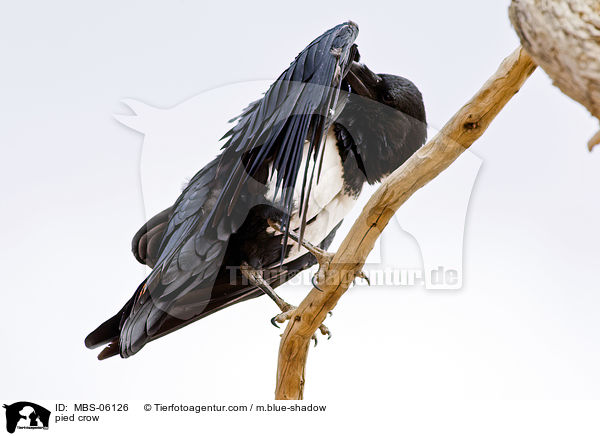 pied crow / MBS-06126