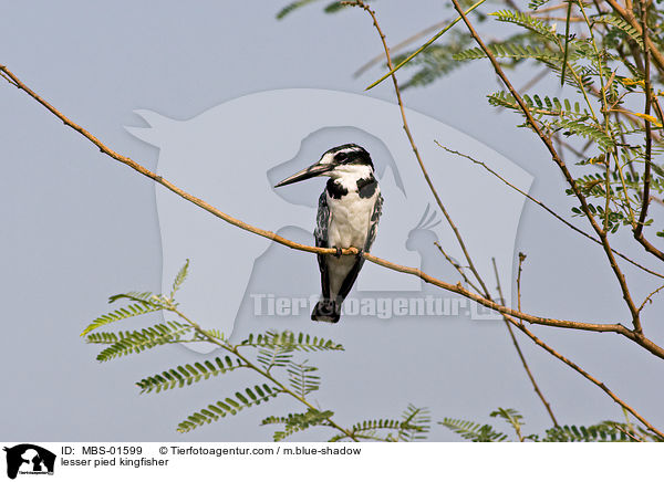 lesser pied kingfisher / MBS-01599